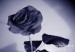 gothic růže