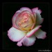  Rosa gallica